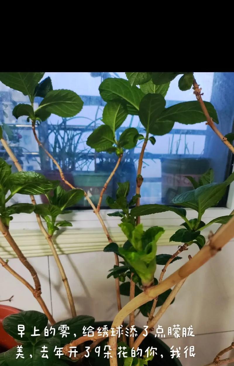 冬季绣球花的管理秘籍（如何有效地照顾你的绣球花，让它们在冬天保持健康美丽）
