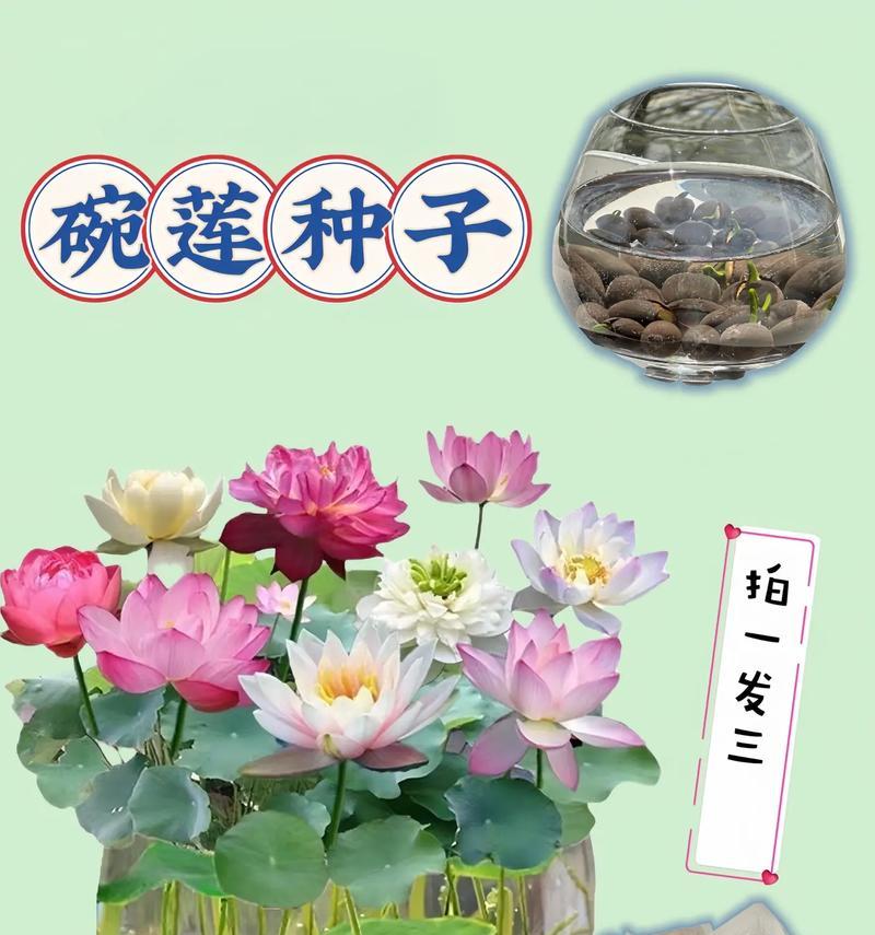 碗莲翻盆（探索碗莲的生长过程与技巧，为你的家庭增添绿意）