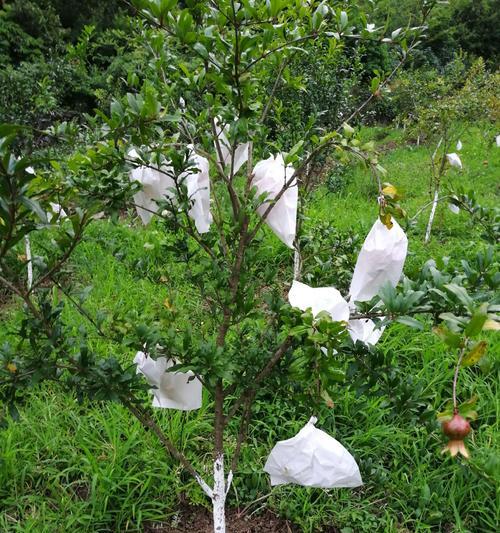 种植石榴的方法与技巧（以石榴籽为种植材料，轻松栽培丰硕果实）