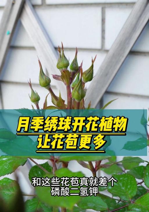 花儿为何枯萎？（探究花儿枯萎的原因及解决办法）