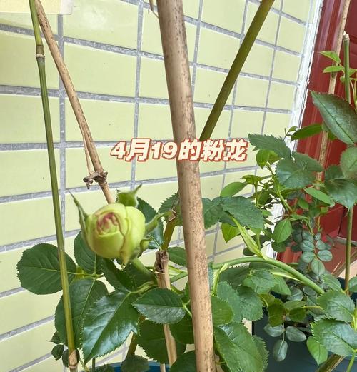 月季苗开花苞的养护技巧（打造艳丽花海，从栽培开始）
