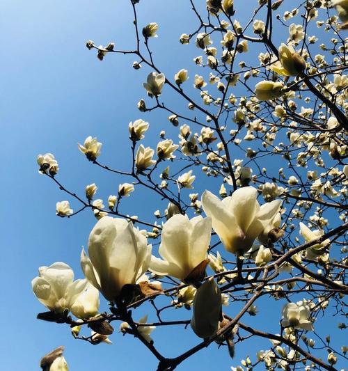 玉兰树叶子长黑斑的处理方法（保护玉兰树健康，消除叶子黑斑烦恼）