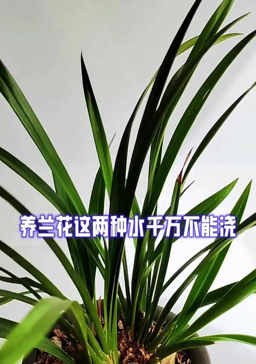 水养兰花的养殖技巧（掌握关键方法，轻松养殖芳香兰花）