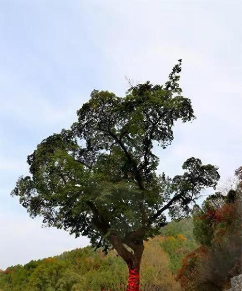 降龙木——一种传统草药的解读（产地、功效、使用方法一览）