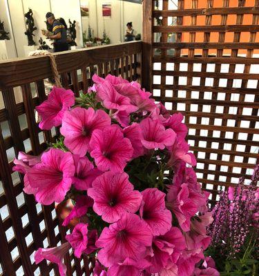 如何解决矮牵牛不开花问题（矮牵牛不开花原因分析及应对措施）