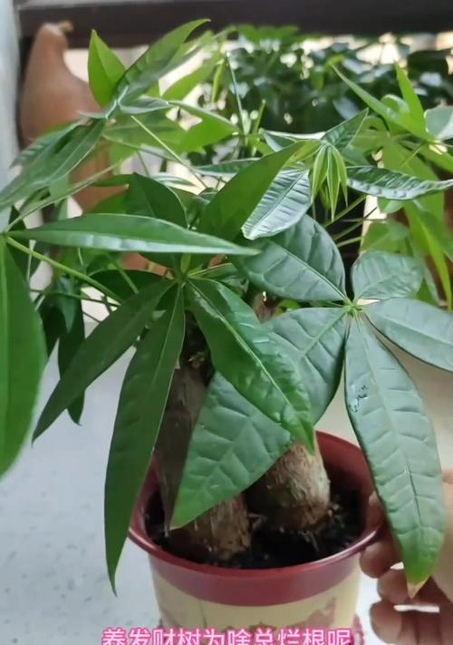 发财树树根干软怎么办？（解决发财树树根干软问题的有效方法）