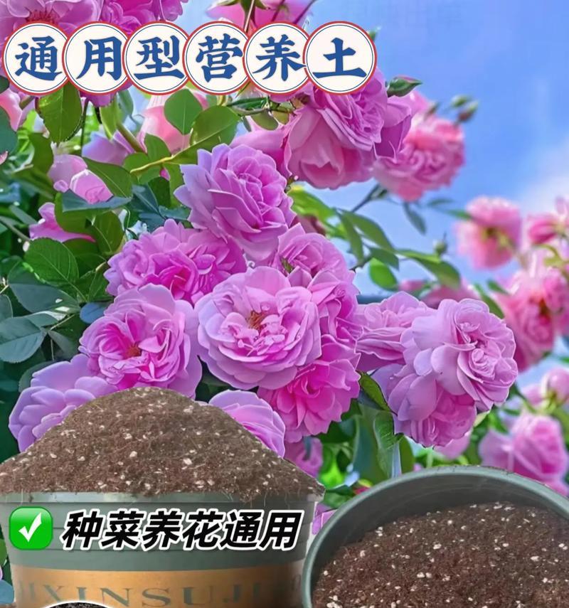 花土配置的艺术（打造美丽花园的关键步骤）
