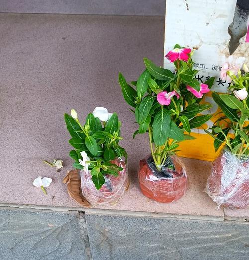 一盆长春花如何适宜种植（合理栽培长春花，让花儿更加茁壮）