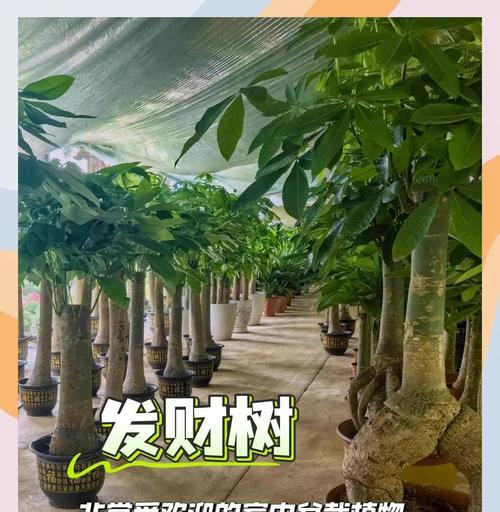 如何处理发财树茎变软的问题（解决发财树茎变软的实用方法，让你的植物恢复健康）
