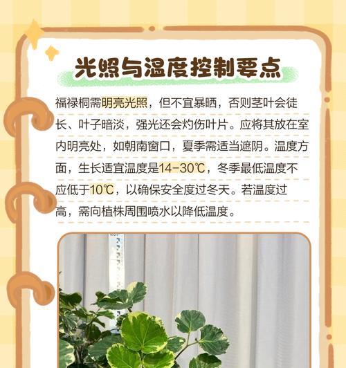 福禄桐花卉的养殖技巧与注意事项（打造美丽花坛，享受花开的喜悦）