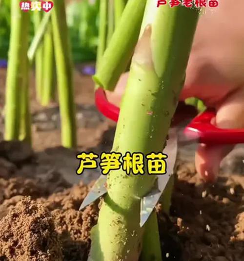 芦笋种子的最佳种植时间（掌握芦笋生长规律，科学确定种植时间）
