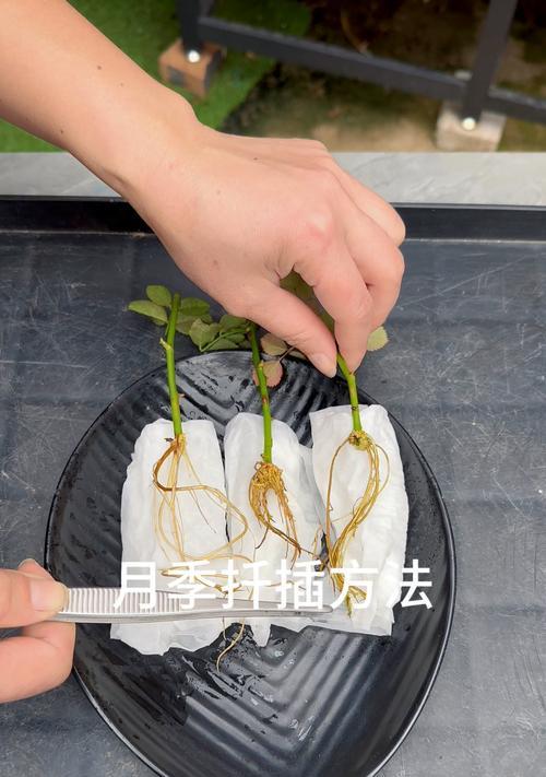 11月份月季的扦插技巧和注意事项（轻松掌握月季扦插的窍门，打造美丽花园）