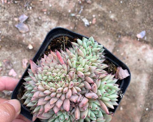 多肉绿爪的土壤配方与养护技巧（打造多肉植物的理想栽培环境）