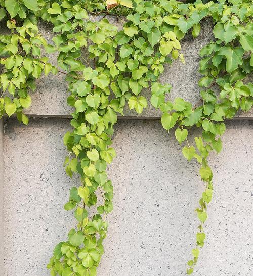 夏天种植常春藤的技巧与注意事项（打造清凉绿意盎然的夏日花园）