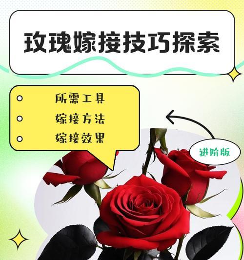如何成功种植嫁接好的玫瑰花（从选取品种到嫁接技巧，一步步教你打造绝美花园）