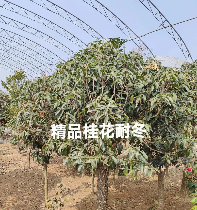 拯救濒危桂花，重拾花园的美丽（移栽桂花的关键技巧，让它焕发新生）