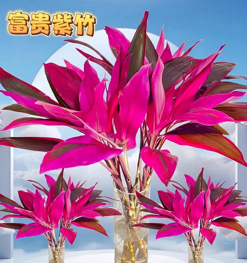 紫竹如何养活？（掌握关键步骤，让紫竹蓬勃生长）