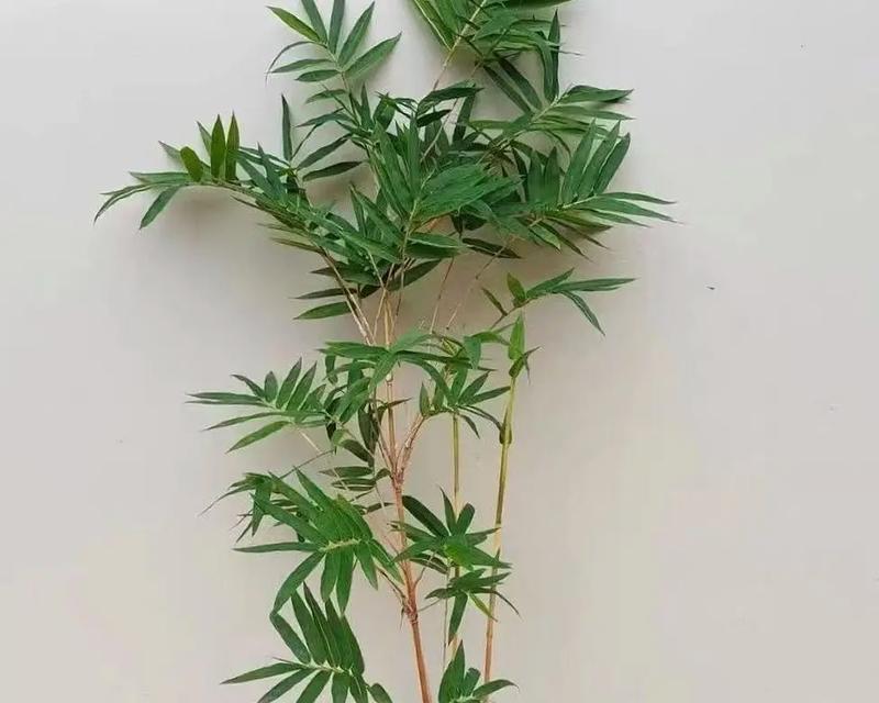 佛肚竹的养殖方法和养护要点（打造家中绿色健康的美丽景观）