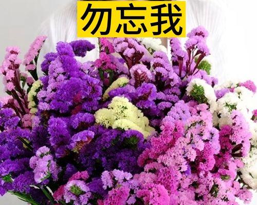 中国勿忘我种植全攻略（如何种植中国勿忘我以获得美丽的花园）