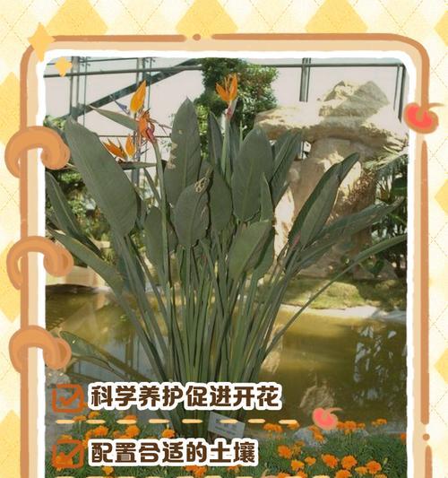 夏季鹤望兰的浇水技巧（打造盛夏中的绿意生活）