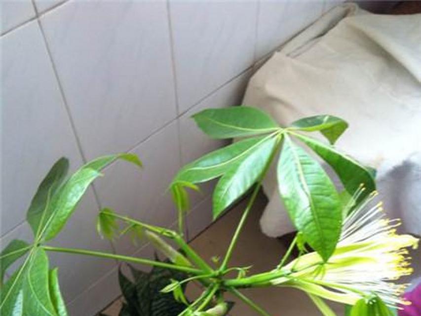 以花卉招财进宝的饲养技巧（让花卉成为你的财富之源）