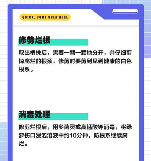 绿箩的晚年生活如何安排？（关爱绿箩老年生活，让他们安享晚年）
