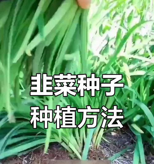 种植韭菜的全过程（选择品种、育苗、施肥、病虫害防治等详细操作）