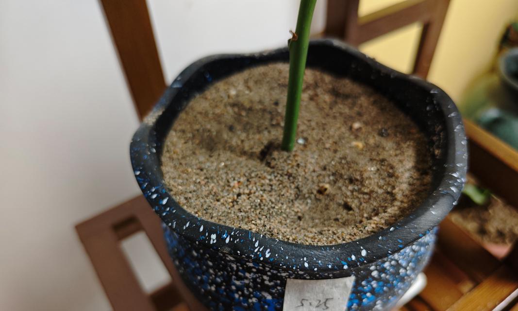 发财树枝条过高的解决方法（如何修剪和维护高大的发财树）