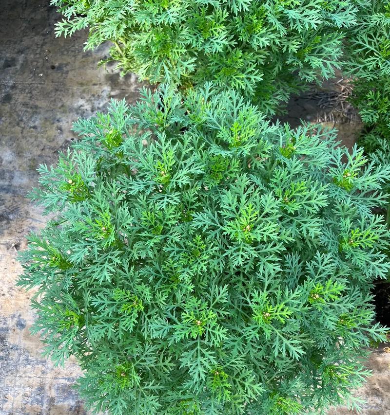 以玛格丽特花的授粉过程为主题的文章（揭秘玛格丽特花的神奇授粉方式）