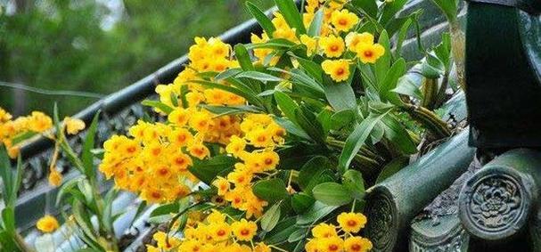散光护眼，这些花卉必备！（15款花卉详细介绍，养花养眼养心情！）