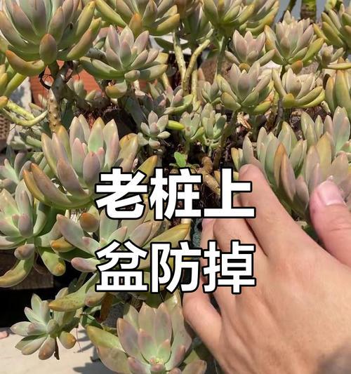从老桩到多肉（多肉植物种植技巧和经验分享）