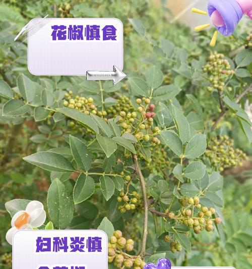 花椒开花，祥瑞之兆（探秘花椒的开花时间、花朵形态及寓意）