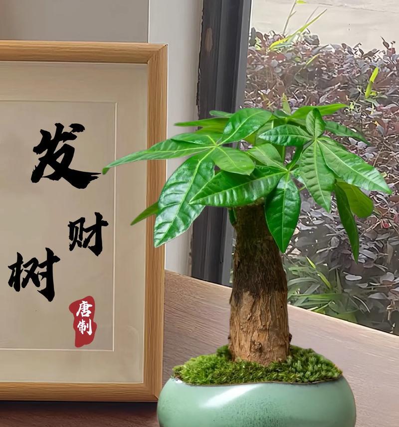 摇钱树的养护技巧——室内版（打造繁茂的室内摇钱树的秘诀）