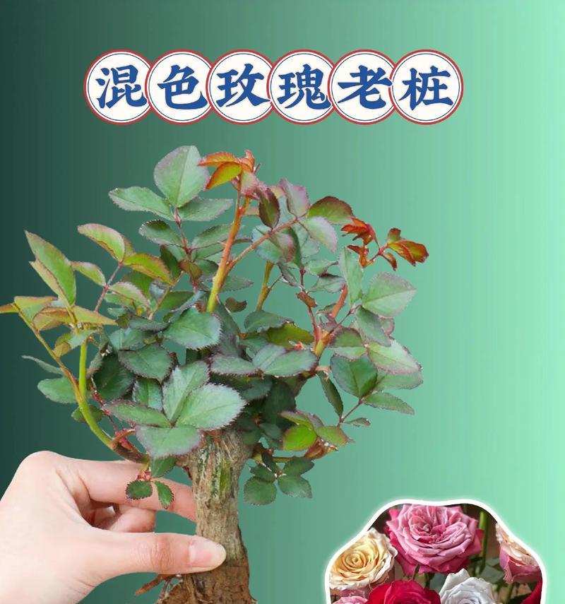 盆栽玫瑰的种植技巧（如何在盆栽中成功种植玫瑰花）