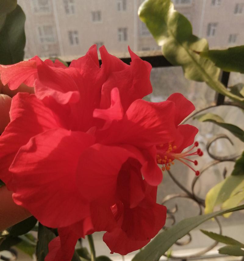 扶桑越冬管理与护理（冬季保护方法和注意事项）