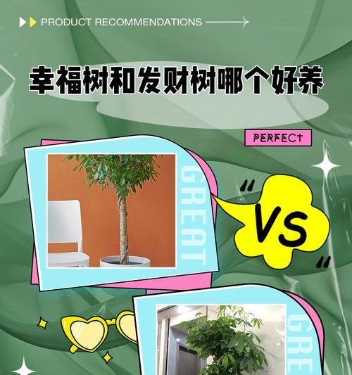 幸福树冬天如何保持25度暖气？（让你的幸福树冬天温暖如春，）