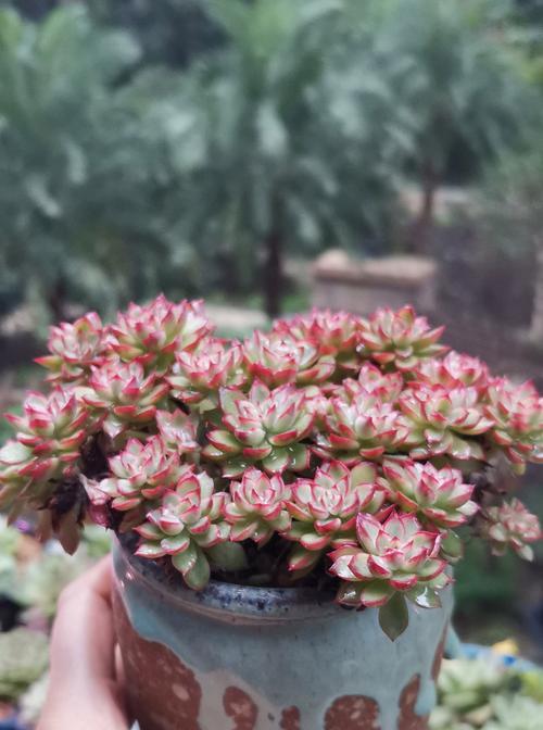 多肉水化变软了怎么办？（保护多肉植物的秘诀与方法）