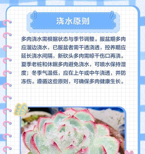 如何养护健康的丘比特多肉？（从选购到养护，全面解析多肉丘比特的养护技巧）