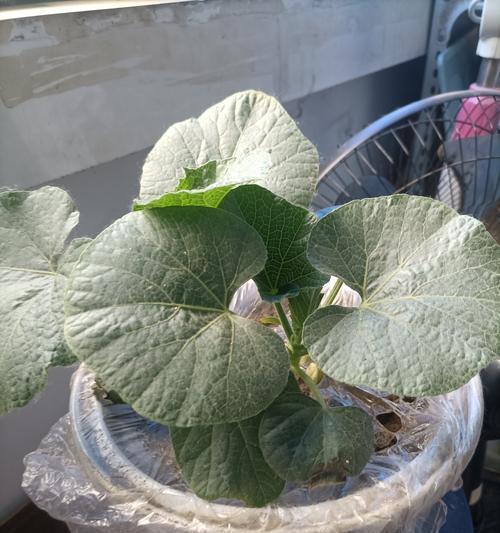 如何快速发芽葫芦籽（掌握三个技巧，让葫芦籽发芽不再困难）