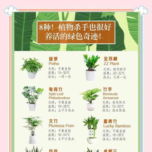电脑宝贝植物的养护技巧（探秘如何正确养护电脑宝贝植物）