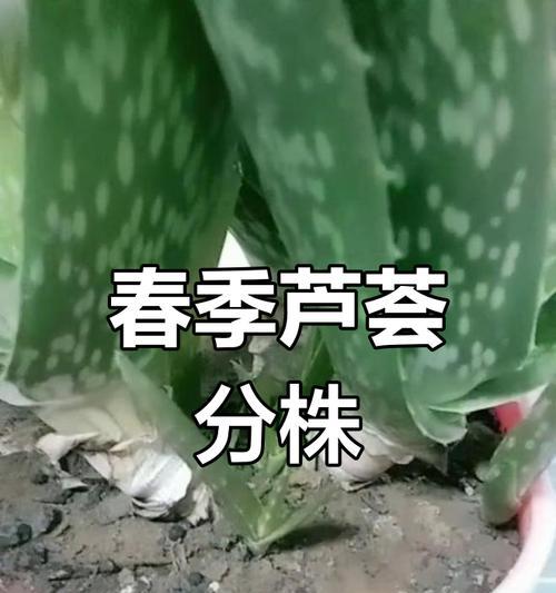 芦荟分株的移栽技巧（掌握芦荟分株方法，打造美丽的芦荟家园）