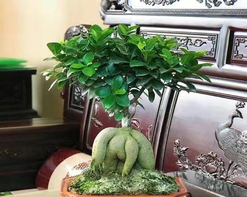 如何正确养护榕树（打造健康繁茂的榕树）