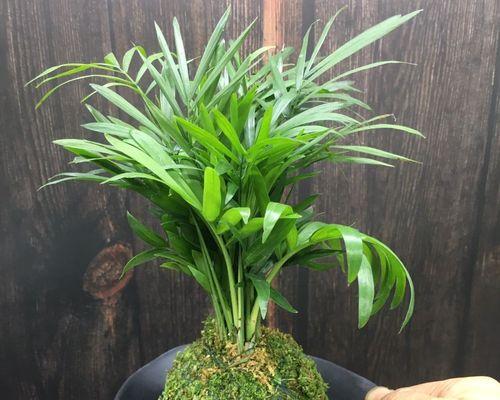 散尾竹水培养殖方法（简单易行的水培养殖散尾竹）
