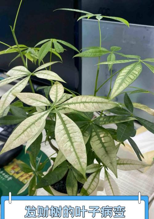 如何解决发财树掉叶子的问题（护理秘籍帮您恢复发财树的健康）