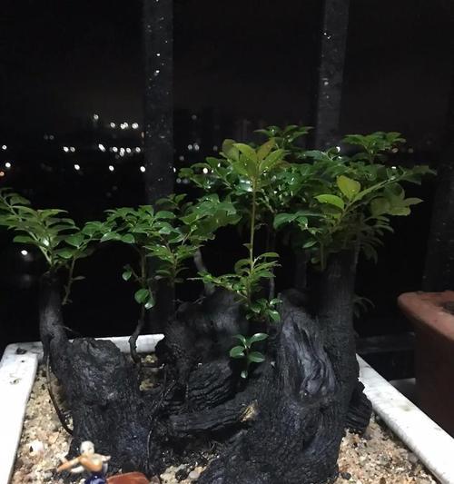 家庭盆景叶子下垂变黑的原因与解决方法（急救！救救我的盆景叶子，让它恢复生机吧！）