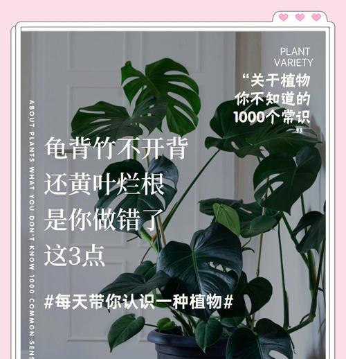 龟背竹叶子干了怎么办？（保养技巧，让干枯的龟背竹叶子重新焕发生机）