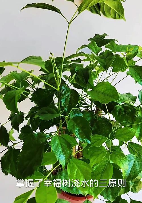 以水培幸福树的养殖技巧（水培幸福树的养殖关键）