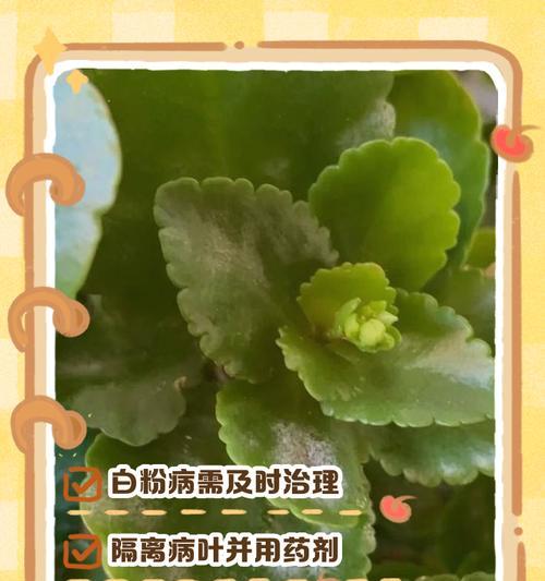 白叶病防治与管理（探索有效的白叶病防治方法，保护植物健康成长）