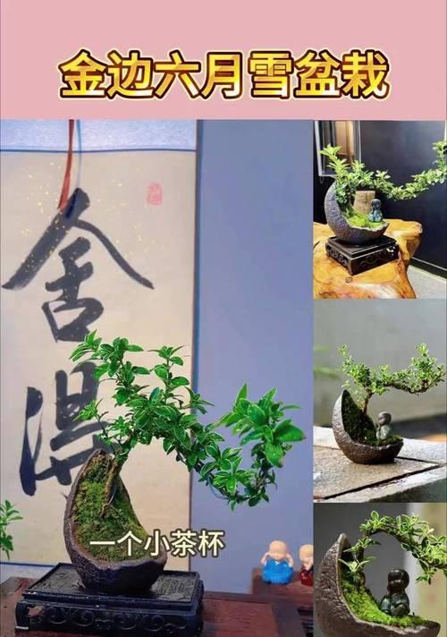 如何科学养殖六月雪（六月雪养殖方法和注意事项详解）