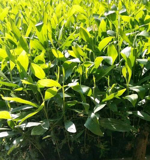 非洲茉莉叶子白点问题解决方法（白点问题原因分析与叶子护理技巧）